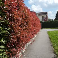 Immagine 6