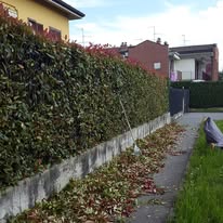 Immagine 7