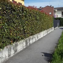 Immagine 8